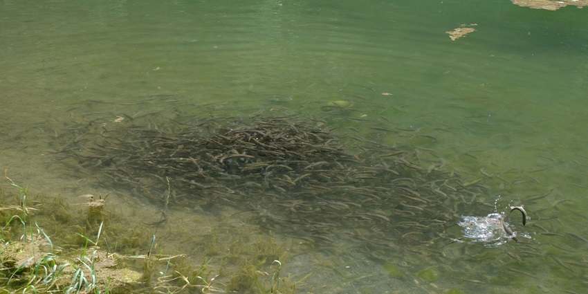 View of a Pilen Seleur Eel Pool, adding a new experience on your Pohnpei island.