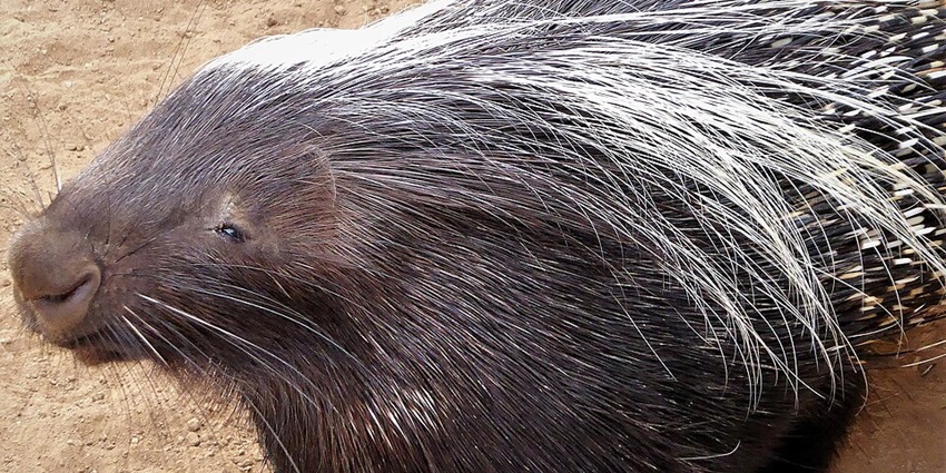 An image of wildlife animals at one of the Wildlife Worlds, one of the scenic adventure zoos.