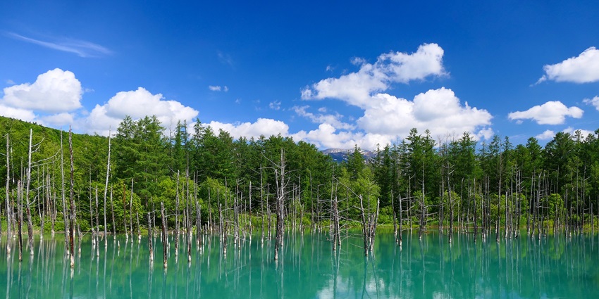 An image of the turquoise blue waters of the Shirogane Blue Pond located amidst greenery.