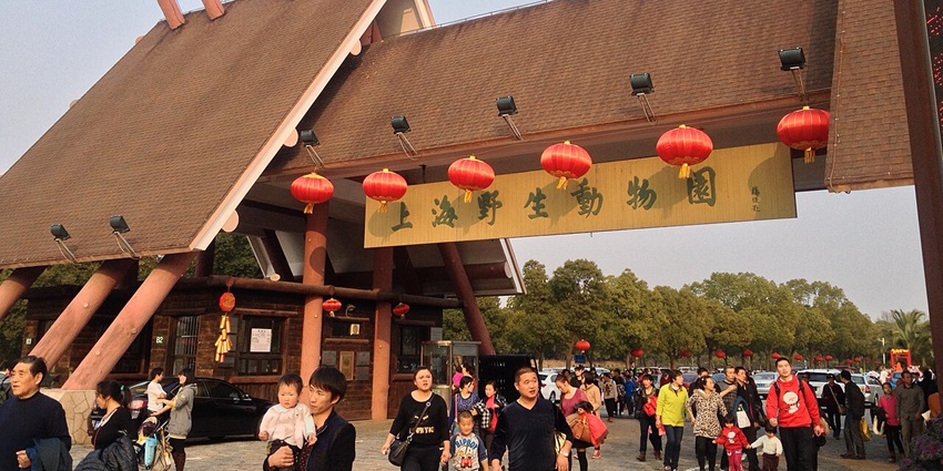 An image of safari-style tours at Shanghai Wild Animal Park, one of the thrilling zoos in China.