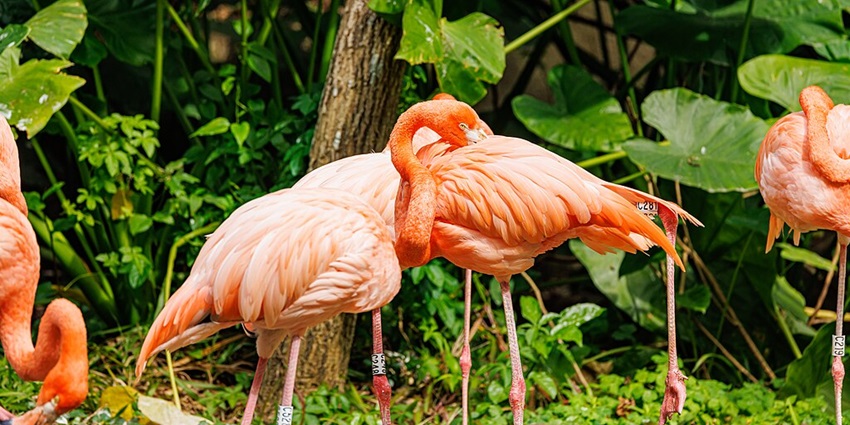 A view of exotic animals at Shenzhen Safari Park, an innovative and China’s first uncaged zoo.