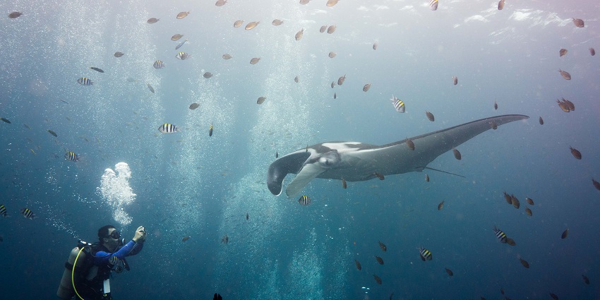 Snorkel with majestic manta rays for a magical underwater moment in Nusa Lembongan waters