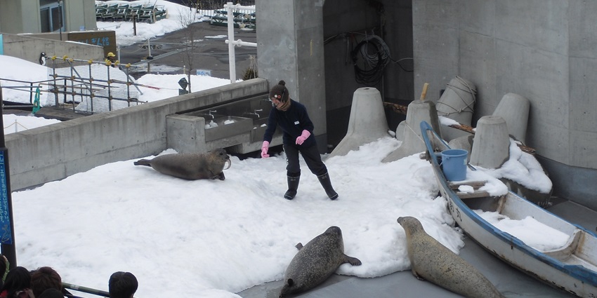 Visitors enjoying the Seal Show at Asahiyama Zoo, a recommended thing to do in Hokkaido.