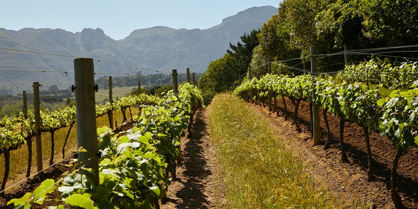 Have a scenic drive along Ruta del Vino - one of the best things to do in San Juan, Argentina.