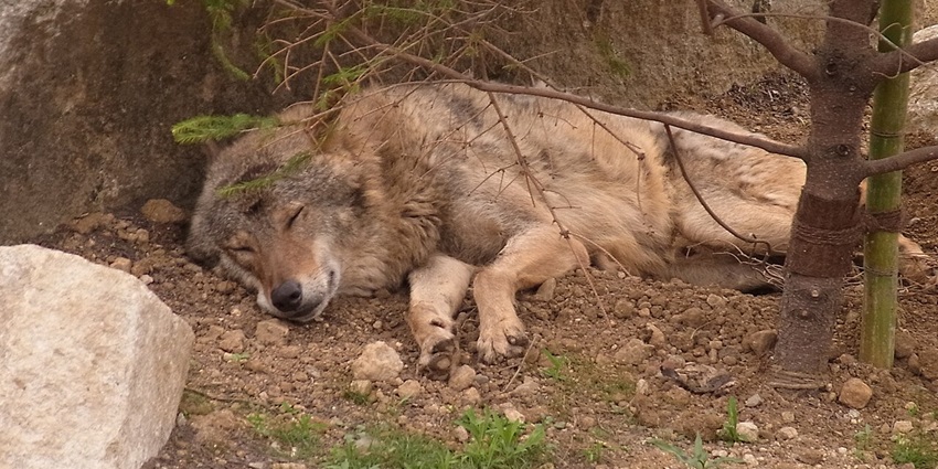 Grey wolf resting at Tama Zoo’s spacious enclosure, surrounded by trees and hills