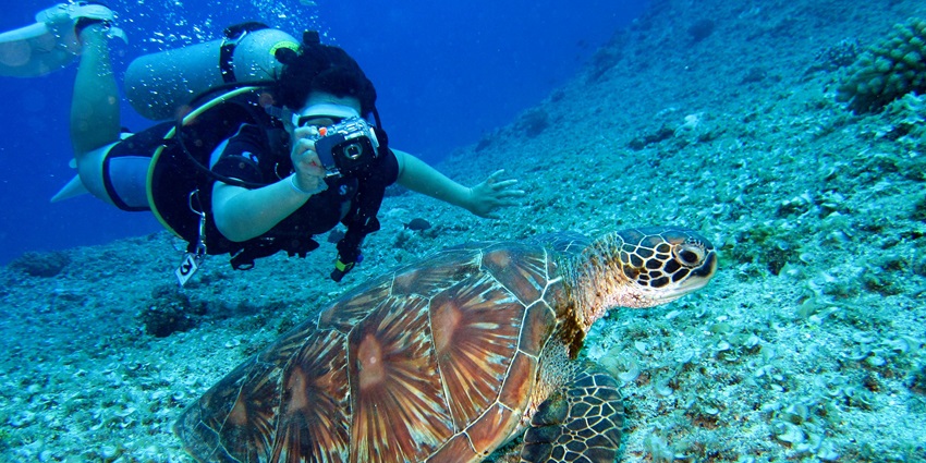 Image of a person diving and taking a photo of tortoise under the water