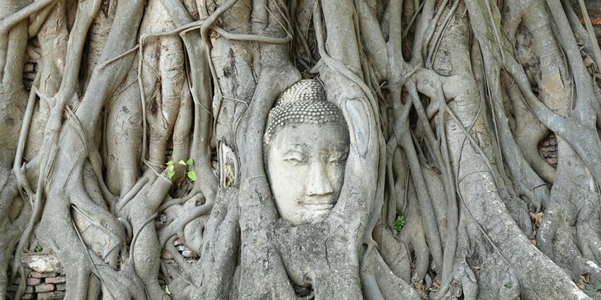 A glimpse of a stone Buddha head that is nestled in the roots of a Banyan tree.