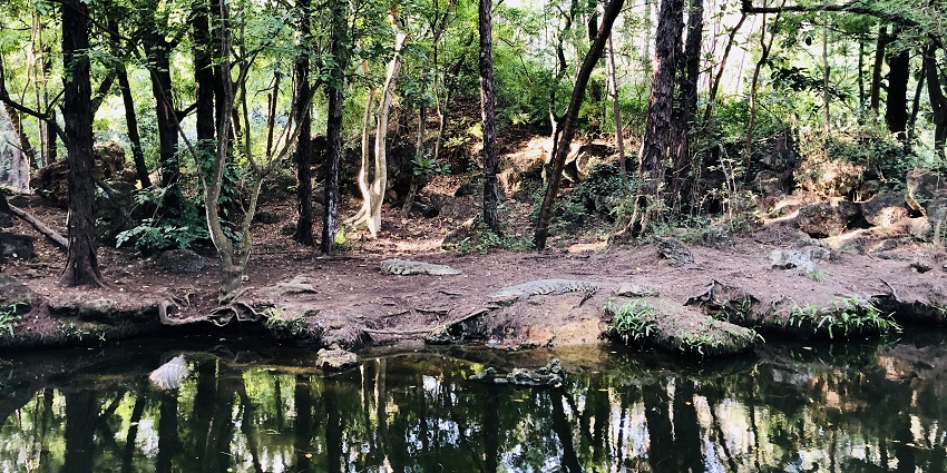 Haller Park transforms a quarry with things to do in mombasa that nurture nature
