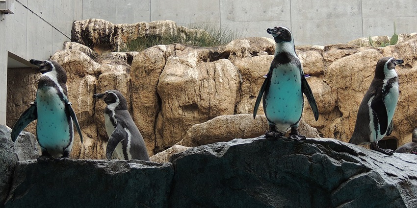 Visiting the Nagasaki Penguin Aquarium is one of the best things to do in Nagasaki
