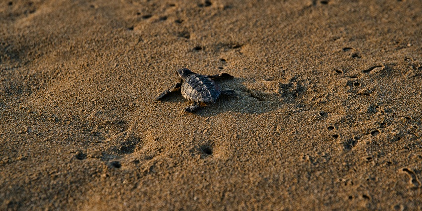 Image of a rare sea turtle hatchling on the beach of Projeto Biodiversidade in Cape Verde