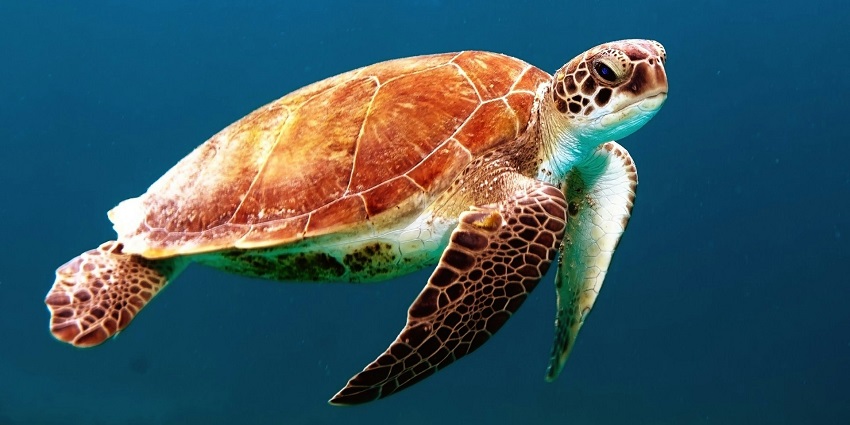 Visit the Sea Turtle Conservation Centre, a meaningful stop among things to do in Khao Lak