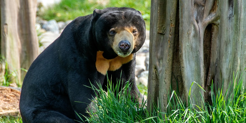 A rescued sun bear foraging in a spacious, forested enclosure at KWPLH, surrounded by lush greenery and wooden viewing platforms, one of the bes things to see in Balikpapan.
