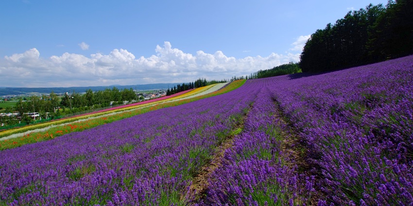 A photo of Lavender Flower Field captured by a person, a soothing thing to do in Hokkaido.