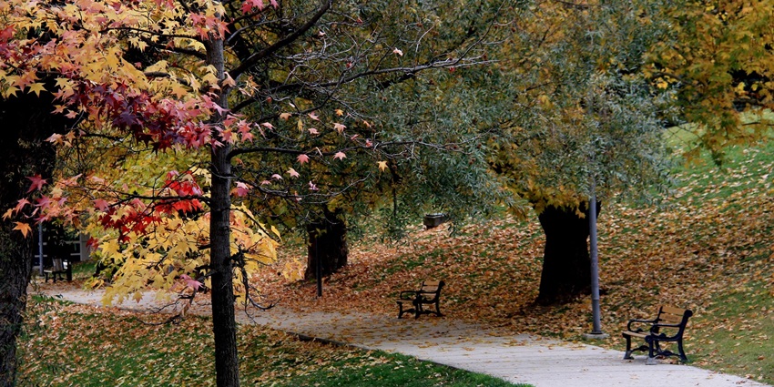 Image of a beautiful park with colourful leaves on the street - Wander through Seğmenler Park