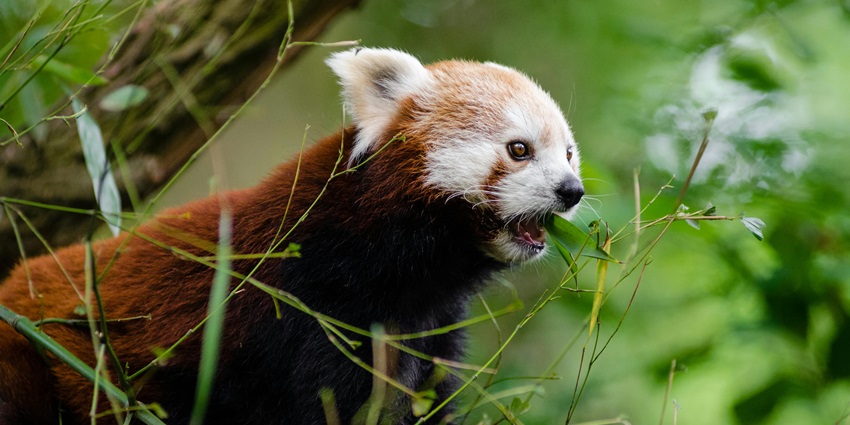 A view of Xian Qinling Wildlife Park is located in the foot of the Qinling Mountains in China.