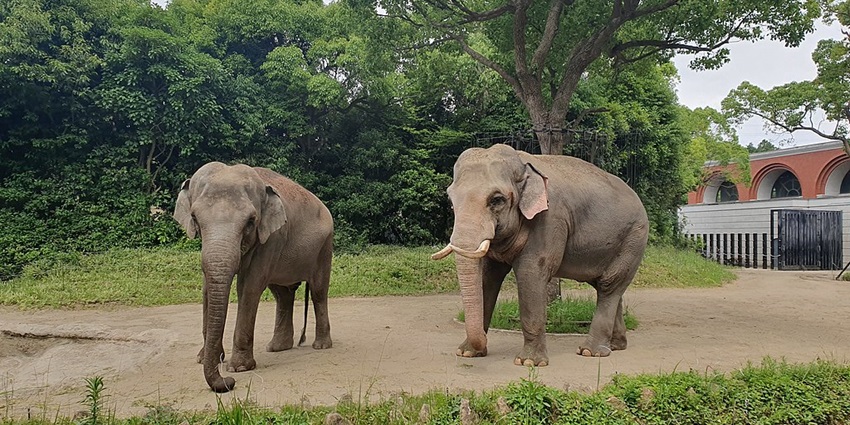 Elephants walking through forest-themed enclosures in eco-friendly Zoorasia Zoo, a famous zoos in Japan.