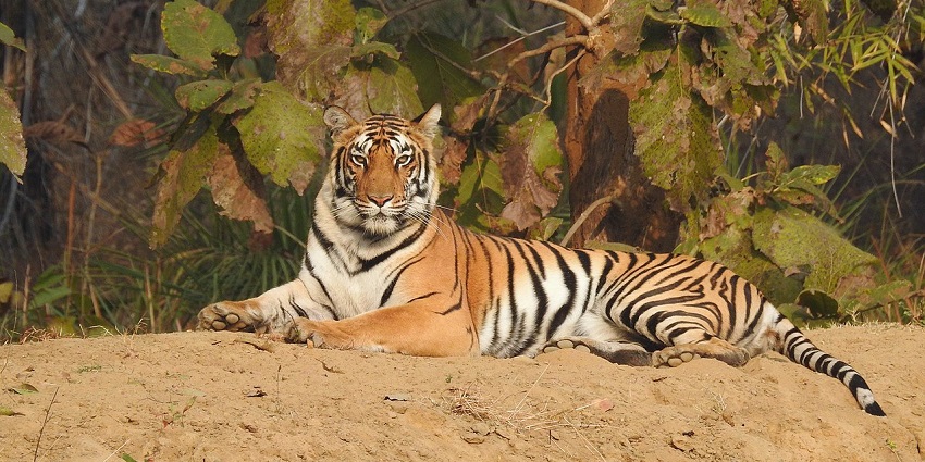 An image of a tiger resting at a zoo in Cambodia, with lush green surroundings.