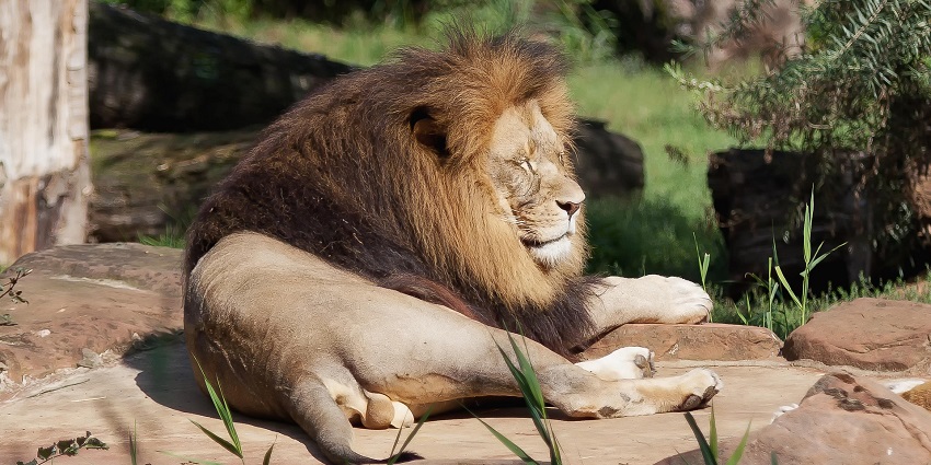 An image of Famosa Safari Wonderland brings an African safari experience to Malaysia