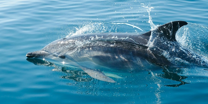 Interact with playful dolphins through shallow water - one of the things to do in Atlantis Dubai.