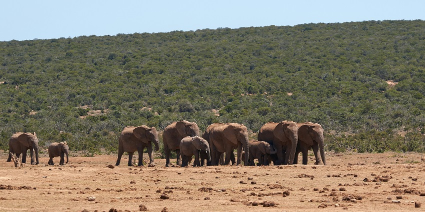 Misty forests and deep gorges in Aberdare Valley showcase the lush beauty of the valleys in Kenya.