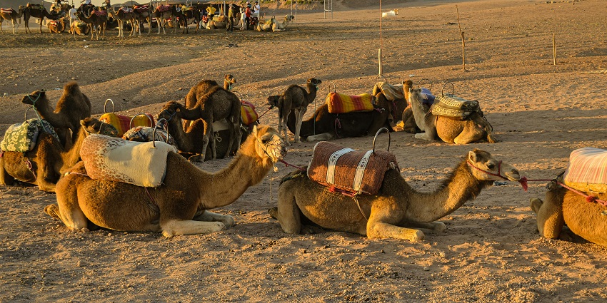 Embark on a desert adventure through the Agafay Desert, where you can experience camel rides and stunning dunes.