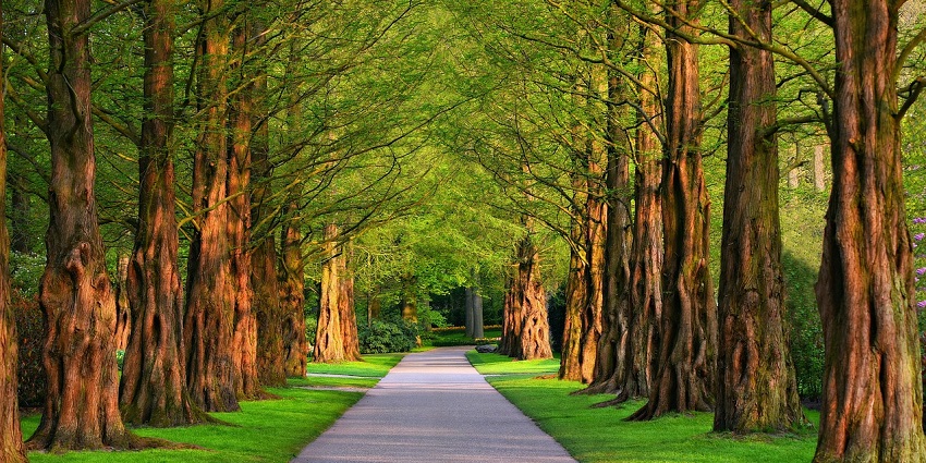 An image showing a walkway surrounded by greenery in a park area similar to Al Wakra Park.