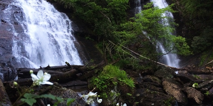 Anna Ruby Falls surrounded by greenery and close up of white flowers with leaves
