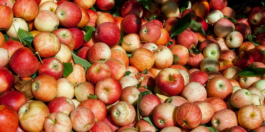A picture of an Apple Harvest Festival, a popular event during the harvest festivals of New York.