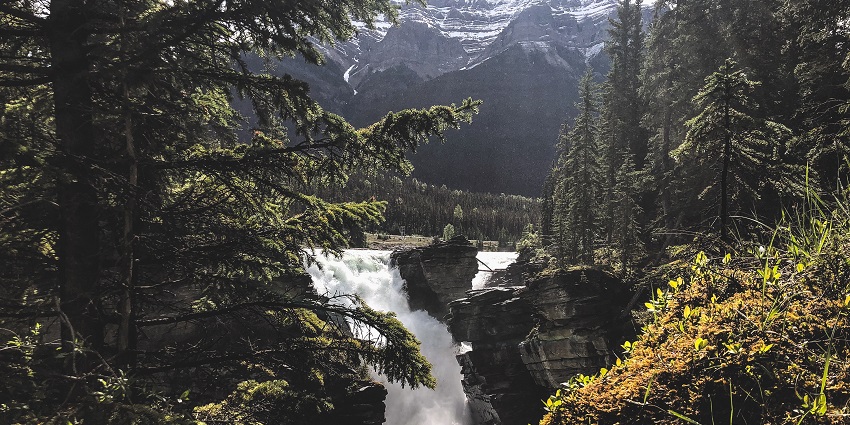 The striking beauty of the free-falling Athabasca Falls amidst the surrounding lush greens