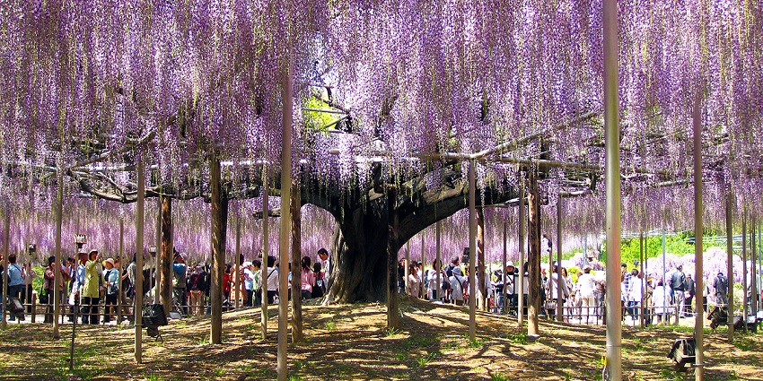 Purple wisteria flowers hanging above a walking path colourful spring things to do in Kasukabe.