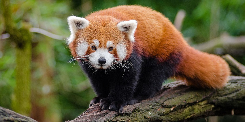 An image of a red panda resting in their enclosure at Bear Hollow Zoo, a zoo in Georgia.