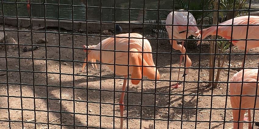A picture of Belvedere Park Zoo, a Zoos In Tunisia located in the heart of Tunis city.