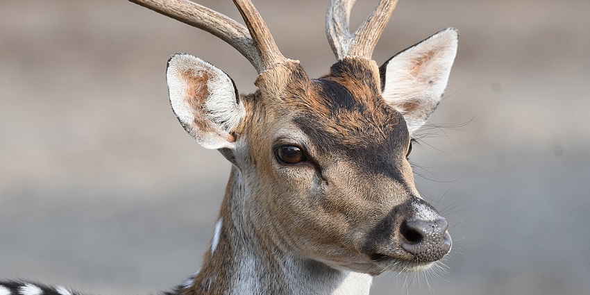 Bir Bahadur Wildlife Sanctuary, a serene gem among offbeat places to visit in Patiala