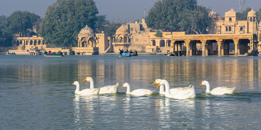 A group of migratory birds is resting by the lake in Jaisalmer, adding to its beauty.