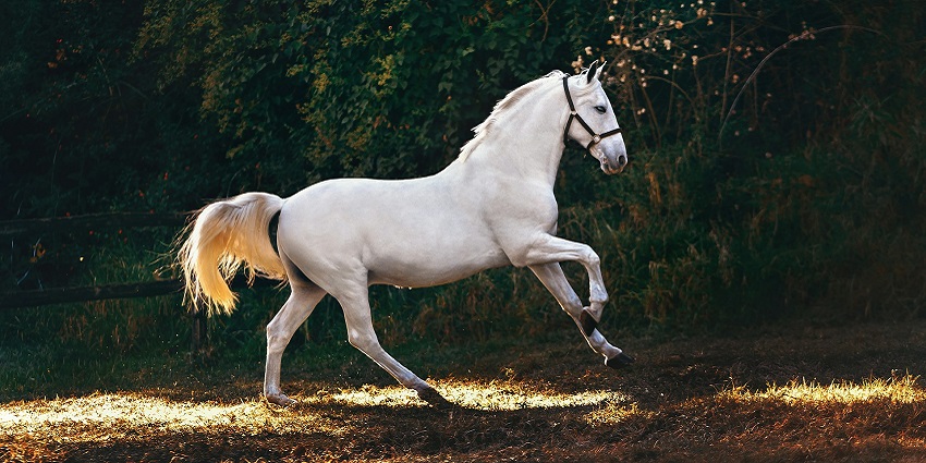 Spanish horse breeds are paraded and judged in a grand fair celebrating equestrian traditions.