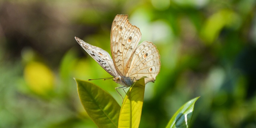 Brightly colored butterflies fluttering among tropical flowers in the garden space in Cambodia Butterfly Garden.
