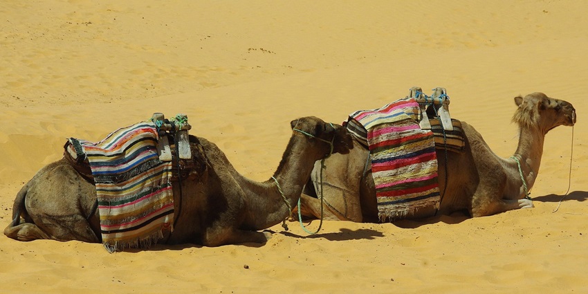An image showing a market that looks similar to Camel Market in Al Ain.