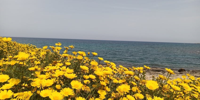 A beachside city in Southern California known for its flower fields, surf spots, and family attractions, among the best places to visit near Los Angeles.