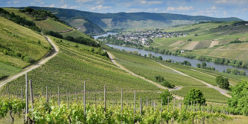 A vineyard landscape in the Casablanca Valley, the best valley to visit in Chile.