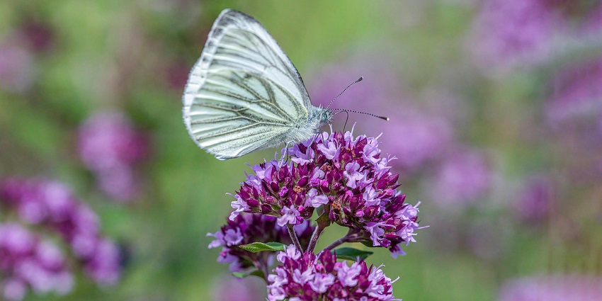 An image of a very unique species of butterfly spotted at Bali Butterfly Park in Tabanan.