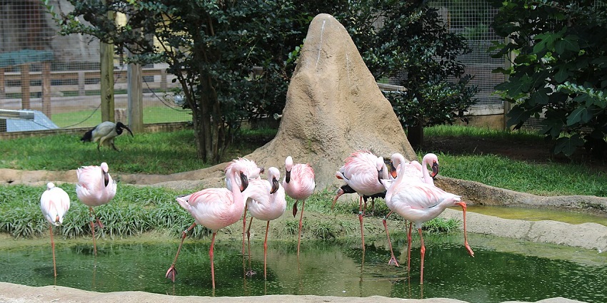 An image of flamingos at Chehaw Park & Zoo in Albany, a zoo in Georgia.