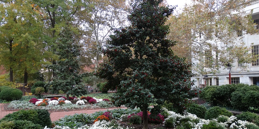 The park is decorated with chrysanthemum flowers and surrounded by towering green trees