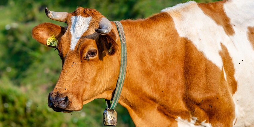 Cows parade during the Kravji Bal Festivals in Slovenia, celebrating Alpine farming life.