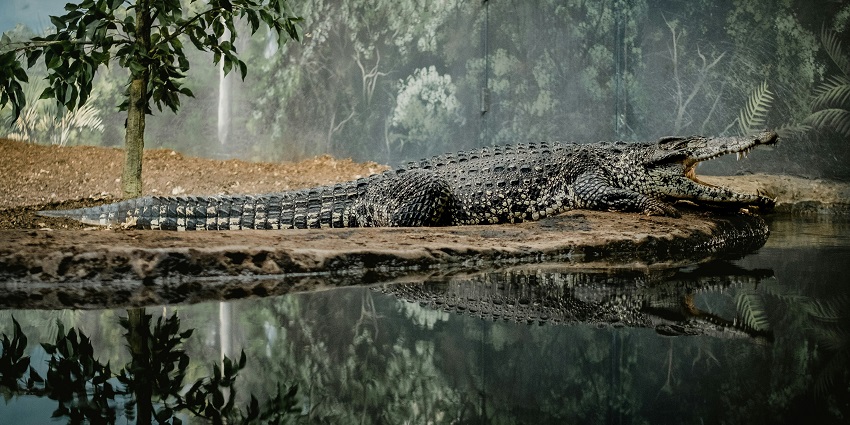 An image of Crocodiles surrounded by water & lush greenery at Le Crocodile Park, Mauritius.