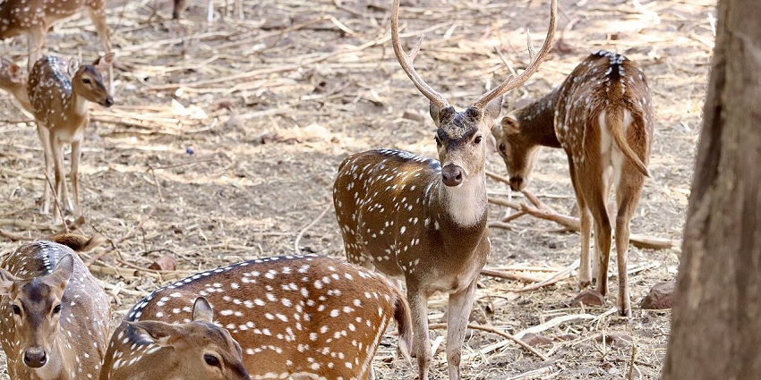 Deer Park, a serene natural spot offering a peaceful escape and wildlife experience.