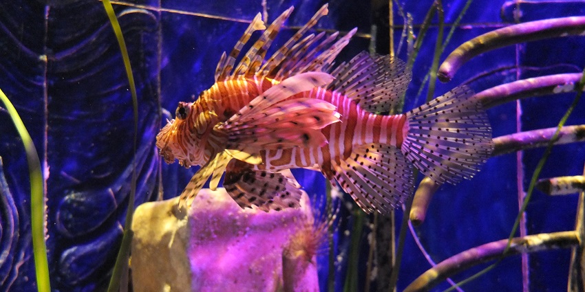 Guided tour at The Lost Chambers Aquarium showing behind-the-scenes fish nursery