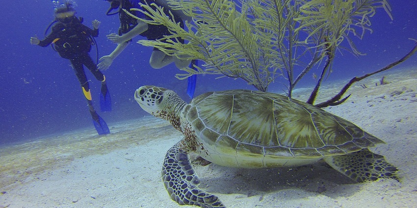 An image of scuba divers, which is among the best things to do in Albufeira.