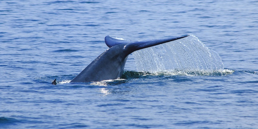 Go scuba diving at Chumphon Pinnacle, known for sightings of whale sharks and rich marine biodiversity.