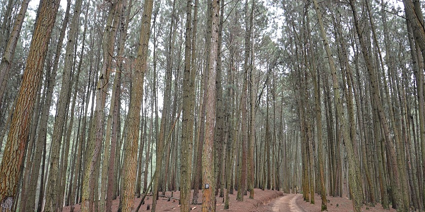 A trail runs amid the rows of towering trees on Fox Hill in Diyatalawa, Sri Lanka.