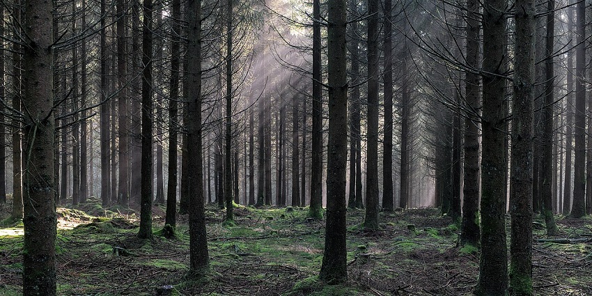 Visit the Liffeyside Nature Park with family, among popular things to do in Clane Kildare.